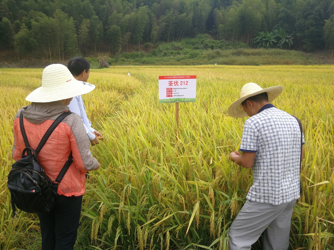 水稻科技服務團隊小陶鎮優質稻片示范喜獲高產
